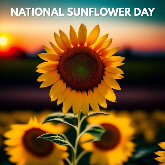 NATIONAL SUNFLOWER DAY Template PosterMyWall NATIONAL SUNFLOWER DAY Template PosterMyWall