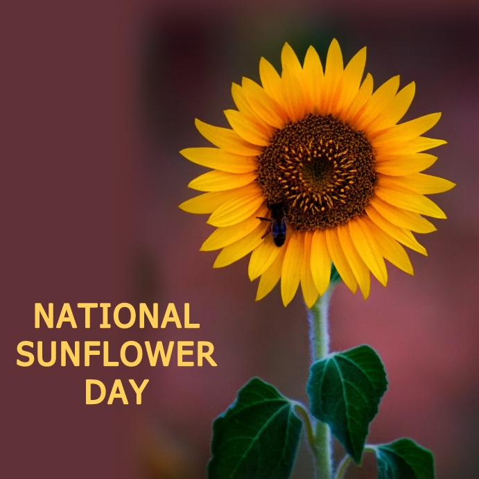 NATIONAL SUNFLOWER DAY Template PosterMyWall NATIONAL SUNFLOWER DAY Template PosterMyWall