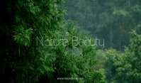 Nature Beauty rain videos customisable Tag template