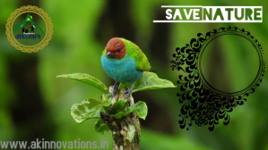 nature Видеообложка профиля Facebook (16:9) template
