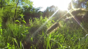 nature video YouTube-miniature template