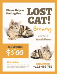 Orange Brown Lost Cat Flyer ใบปลิว (US Letter) template