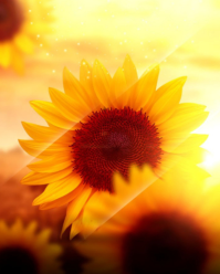 Orange Sunflowers Instagram Portrait Template
