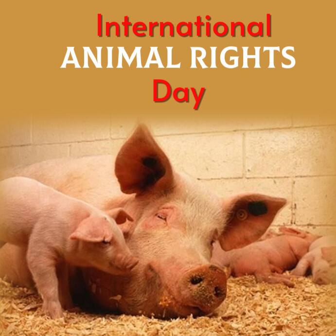 Orange Professional International Animal Rights Day Template Instagram ...