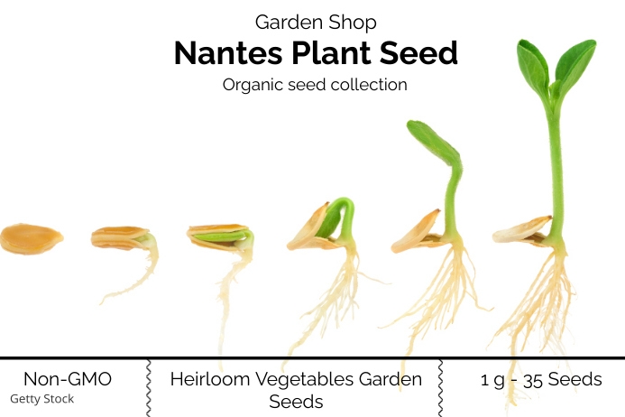 Copy of Organic Plant Seed Label - template | PosterMyWall