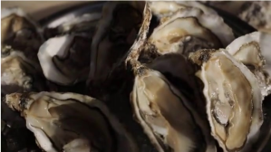oyster Digitalt display (16:9) template