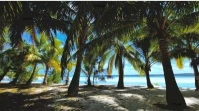 Palm trees on a beach zoom background Presentation (16:9) template