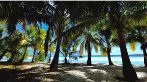 Palm trees on a beach zoom background Prezentacja (16:9) template