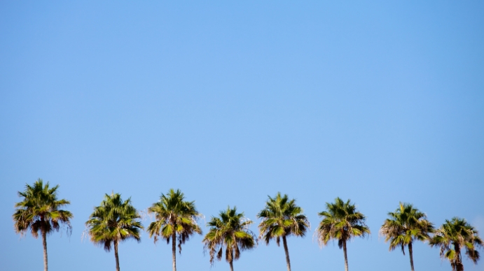 Palm Trees Skyline Zoom Background Template Postermywall Palm Trees Skyline Zoom Background Template Postermywall