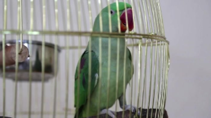 Parrot bird Publicación de Twitter template