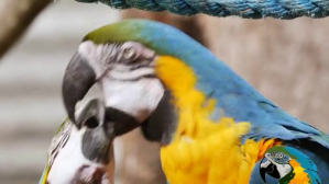 Grå Parrot Love YouTube Thumbnail Template