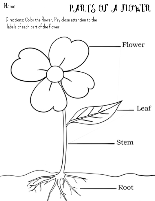 Parts of a Flower Worksheet Template | PosterMyWall