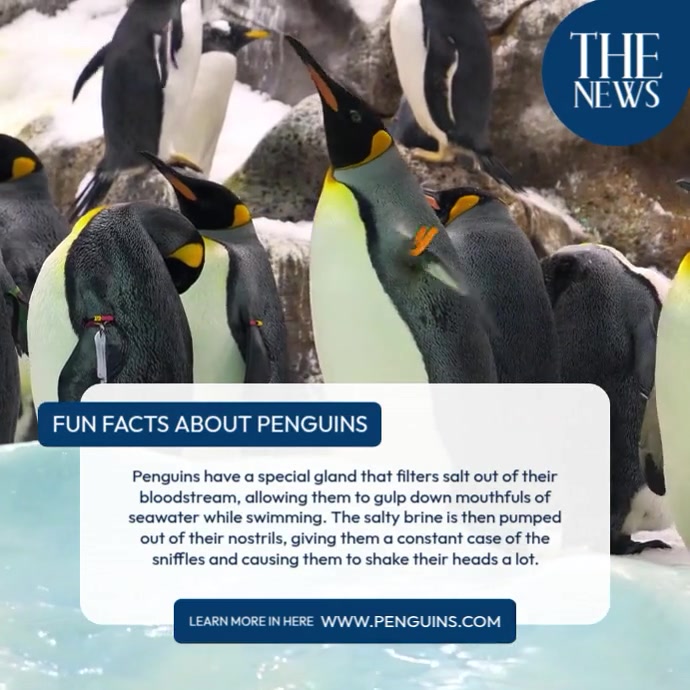 Penguins Animal Facts Penguin Facts Wtf Fun Facts A Young Emperor penguins-animal-facts-penguin-facts-wtf-fun-facts-a-young-emperor