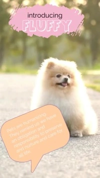 Pet Care Instagram Reel template
