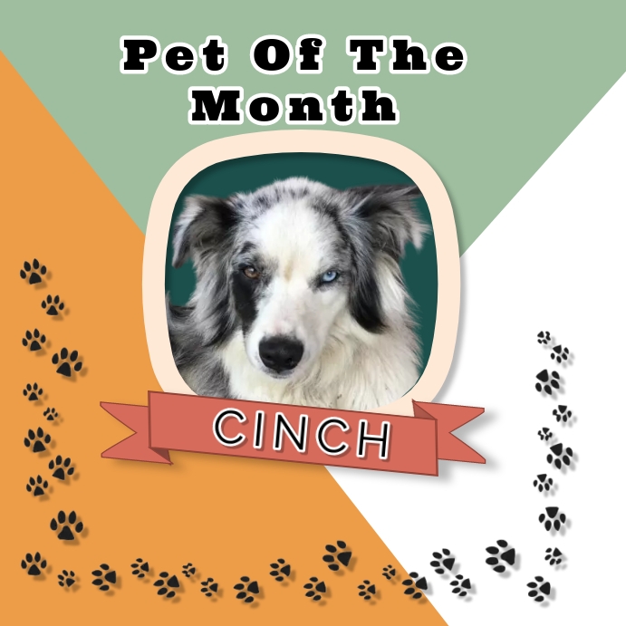 Pet of The Month Template PosterMyWall