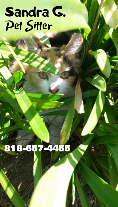 Pet Sitter 2 Business Card Template Postermywall