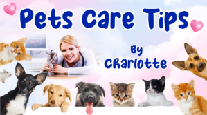 Pets Care Youtube Video Thumbnail Design YouTube-miniature template
