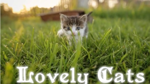Pets Tampilan Digital (16:9) template