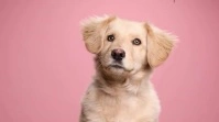 Pets Pantalla Digital (16:9) template