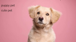 Pets Digitalt display (16:9) template