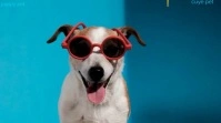 Pets Display digitale (16:9) template
