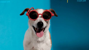 Pets Pantalla Digital (16:9) template