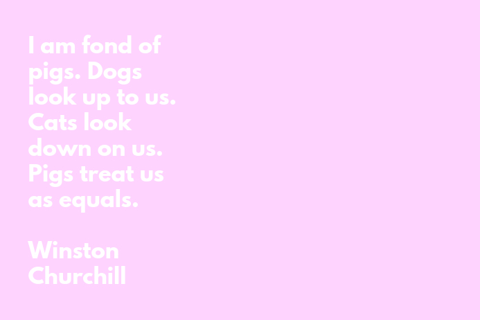 Pigs - Winston Churchill Poster template
