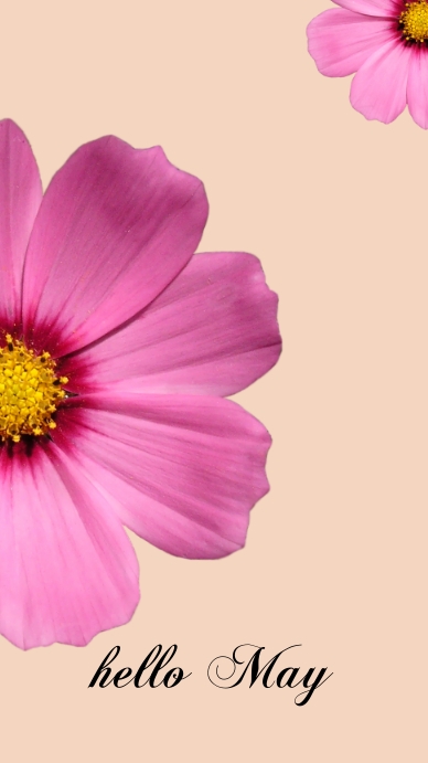 pink flower hello may instagram story Template | PosterMyWall