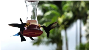 สีขาว Bird Watching Coverfoto til YouTube-kanal Template