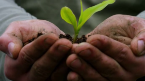 plant and soil YouTube-miniature template