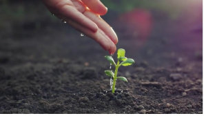 Plant care YouTube Channel Cover Photo template
