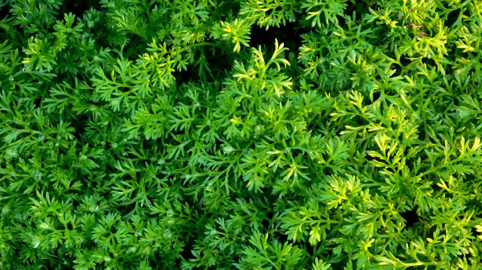 Plant Digital Display (16:9) template