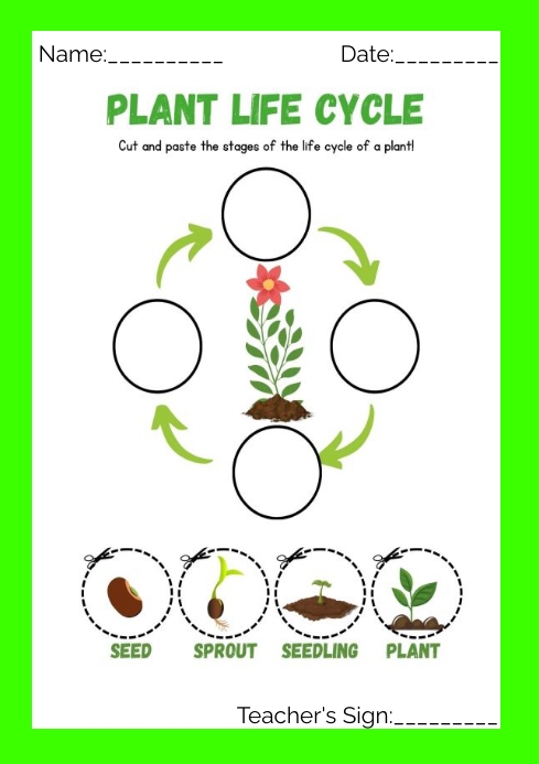 Plant Life Cycle Cut And Paste Worksheet