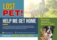 Professional Lost Pet  Postcard Pocztówka template