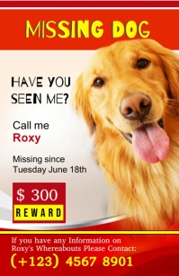Professional Missing Dog Poster Tabloid template
