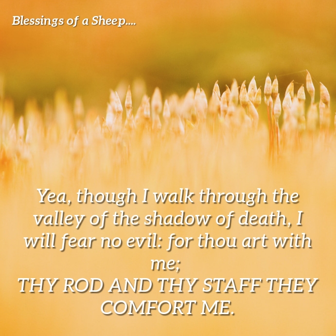 Psalm 23:4 - The Comfort from the Shepherd Instagram-Beitrag template