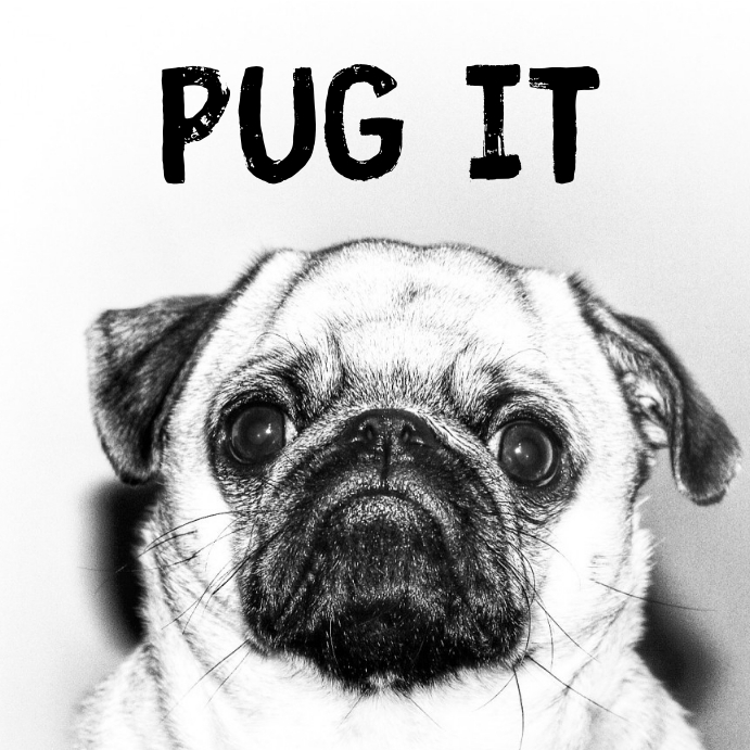 Pug meme template โพสต์บน Instagram