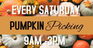 Orange Pumpkin Picking Event Ad Facebook Shared Image Template