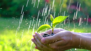 Rain And plant Zdjęcie tytułowe kanału na YouTube template