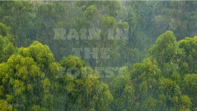 rain in the forest Gambar Mini YouTube template