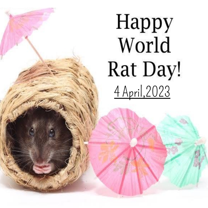 Rat day Instagram Post template