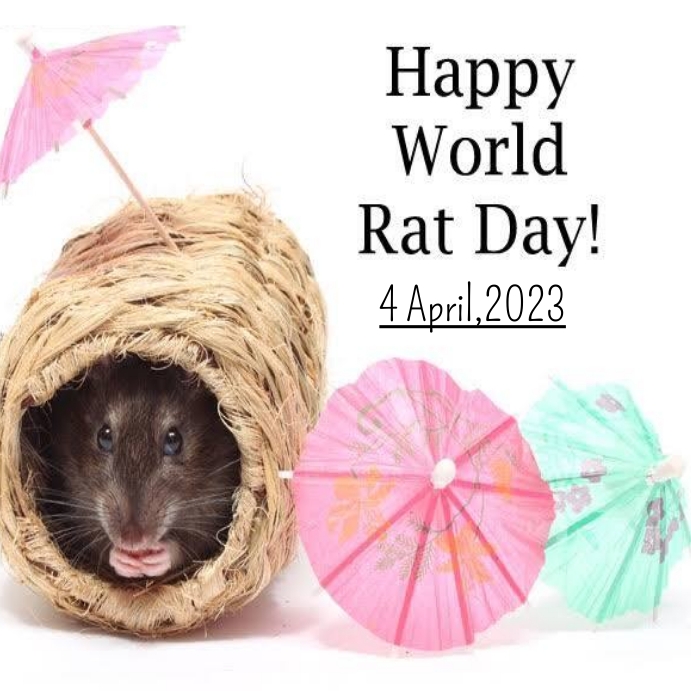 Rat day Instagram 帖子 template