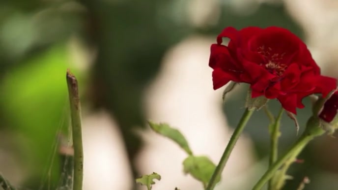 Rote Rose Vorlage Postermywall