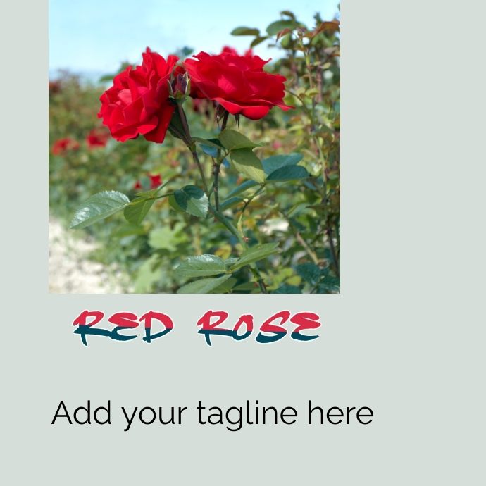 red rose Logótipo template