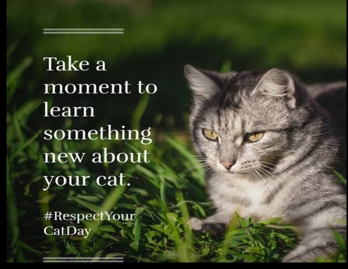 Respect Your Cat Day Template PosterMyWall