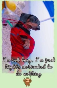 Relaxed Dog Footage with Funny Motivational Quote Overlay Template Tabloid