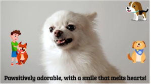 Szary Pet Adoration Digital Display Template