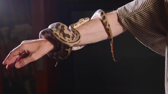 Snake to warp on hanbd YouTube Thumbnail template