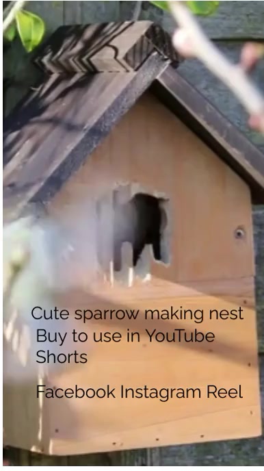 Sparrow Making Nest, Pets Tiktok Video template