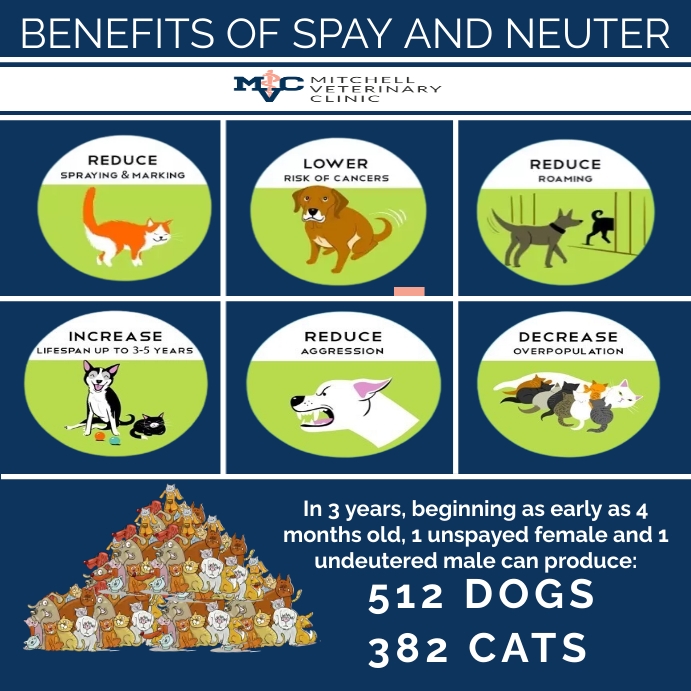 Spay and Neuter Template PosterMyWall